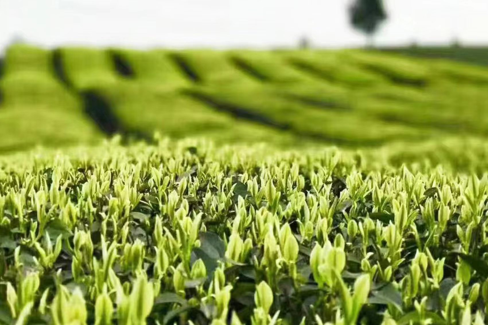 1677766228287459.jpg 11.jpg